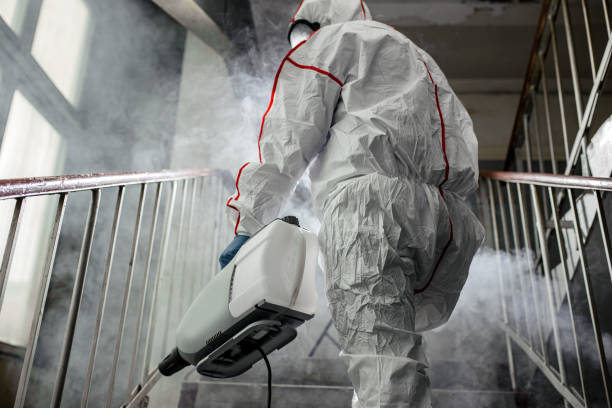 Best Basement Mold Removal  in Big Stone Gap, VA